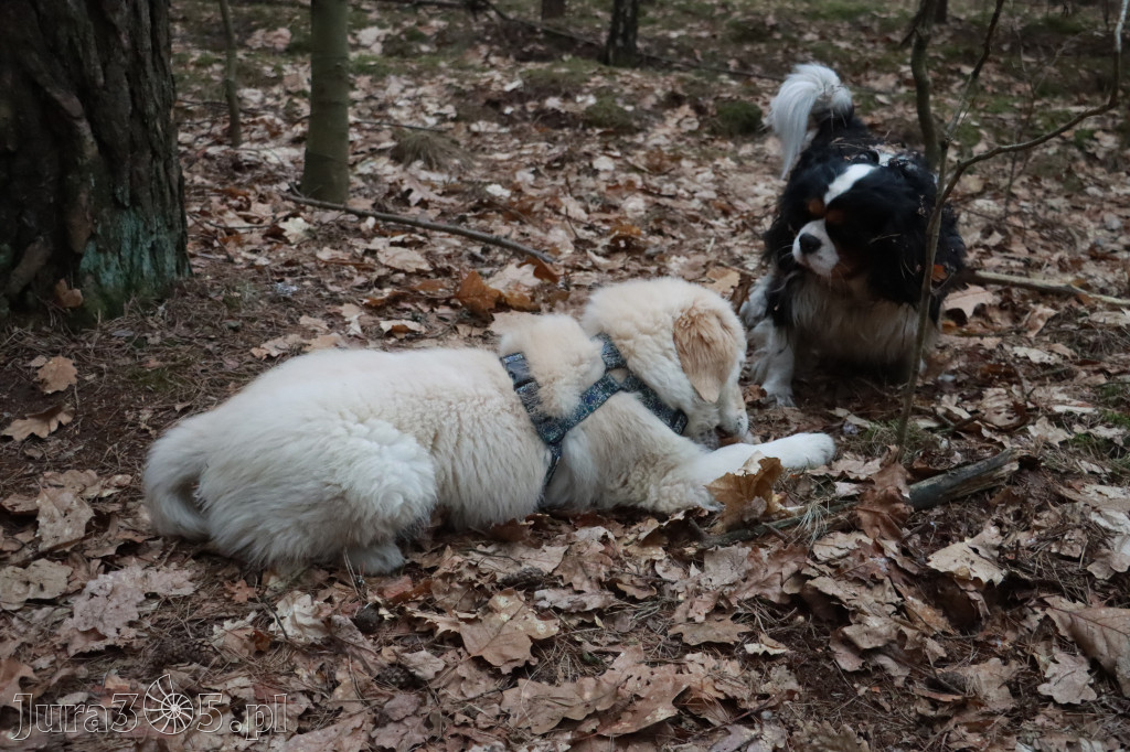 Fotorelacja: Pies najlepszym towarzyszem człowieka!