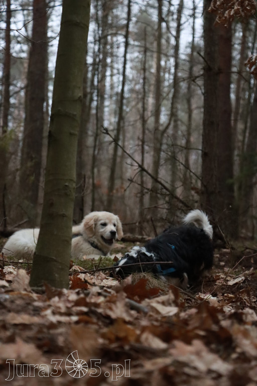 Fotorelacja: Pies najlepszym towarzyszem człowieka!