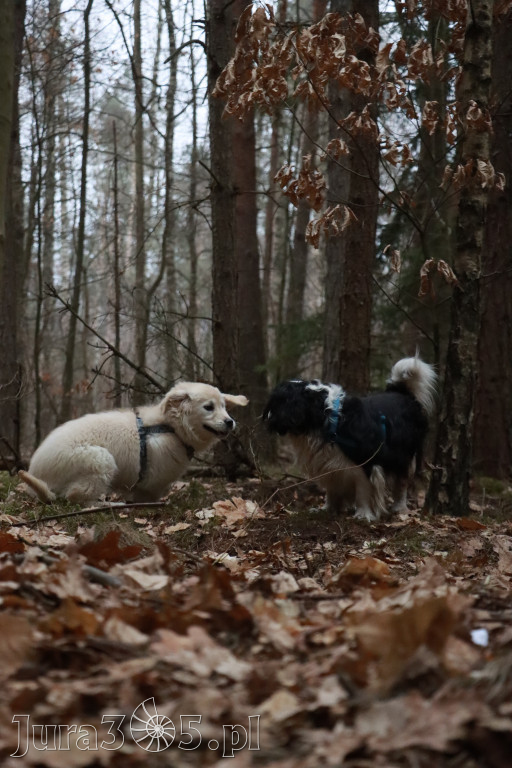 Fotorelacja: Pies najlepszym towarzyszem człowieka!