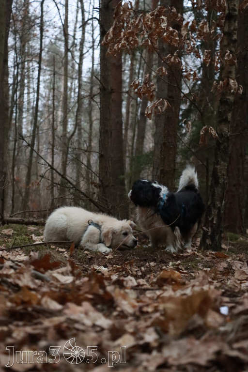 Fotorelacja: Pies najlepszym towarzyszem człowieka!