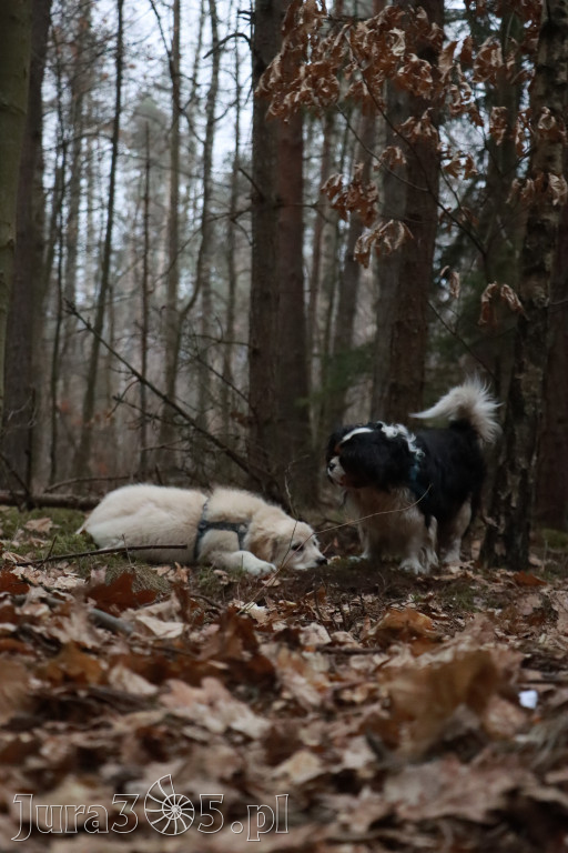 Fotorelacja: Pies najlepszym towarzyszem człowieka!