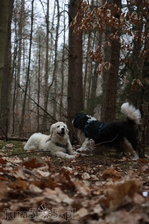 Fotorelacja: Pies najlepszym towarzyszem człowieka!