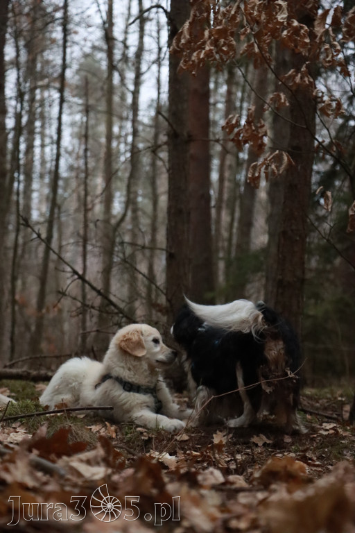 Fotorelacja: Pies najlepszym towarzyszem człowieka!