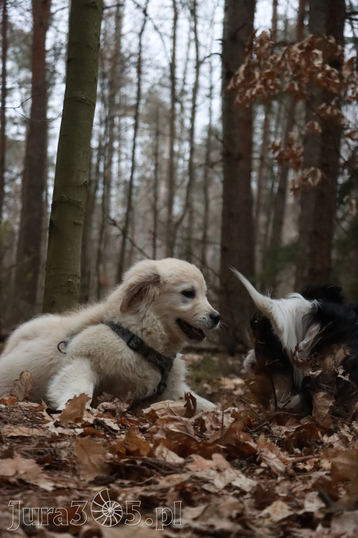 Fotorelacja: Pies najlepszym towarzyszem człowieka!