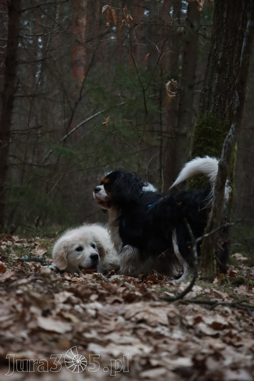 Fotorelacja: Pies najlepszym towarzyszem człowieka!