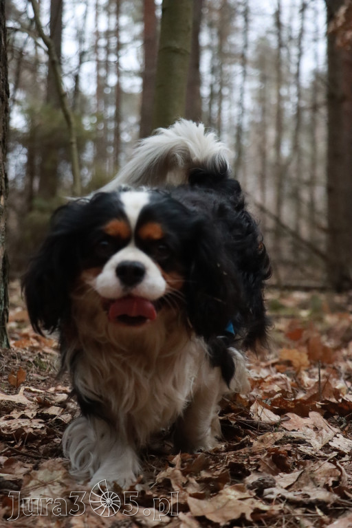 Fotorelacja: Pies najlepszym towarzyszem człowieka!