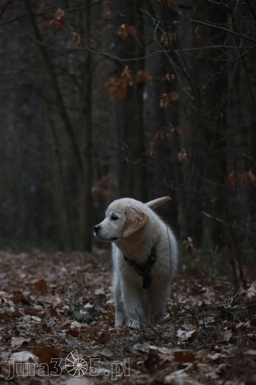 Fotorelacja: Pies najlepszym towarzyszem człowieka!