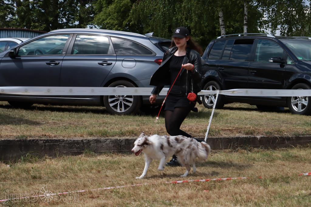 Fotorelacja: Międzynarodowa Wystawa Psów Rasowych w Jastrzębiu