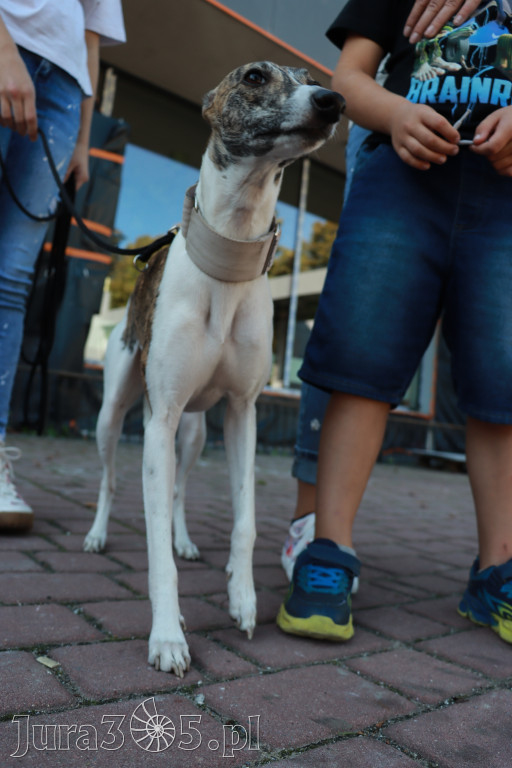 Fotorelacja: Parada psów w Zawierciu