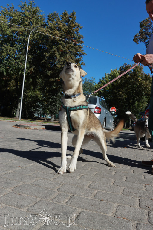 Fotorelacja: Parada psów w Zawierciu