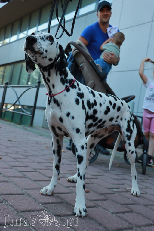 Fotorelacja: Parada psów w Zawierciu