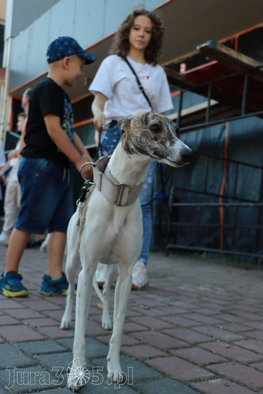Fotorelacja: Parada psów w Zawierciu