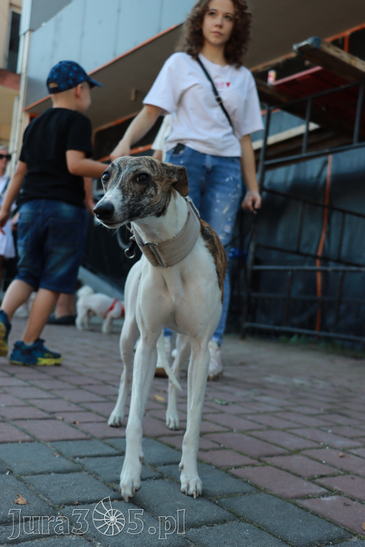 Fotorelacja: Parada psów w Zawierciu