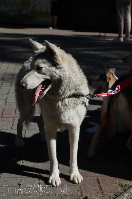 Fotorelacja: Parada psów w Zawierciu