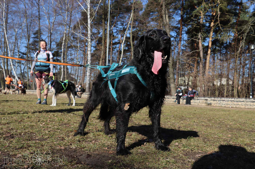 Fotorelacja I: Jurajski Dogtrekking w Myszkowie
