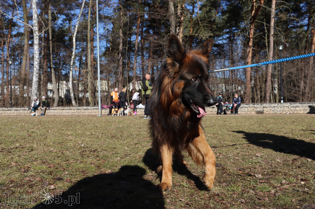 Fotorelacja I: Jurajski Dogtrekking w Myszkowie