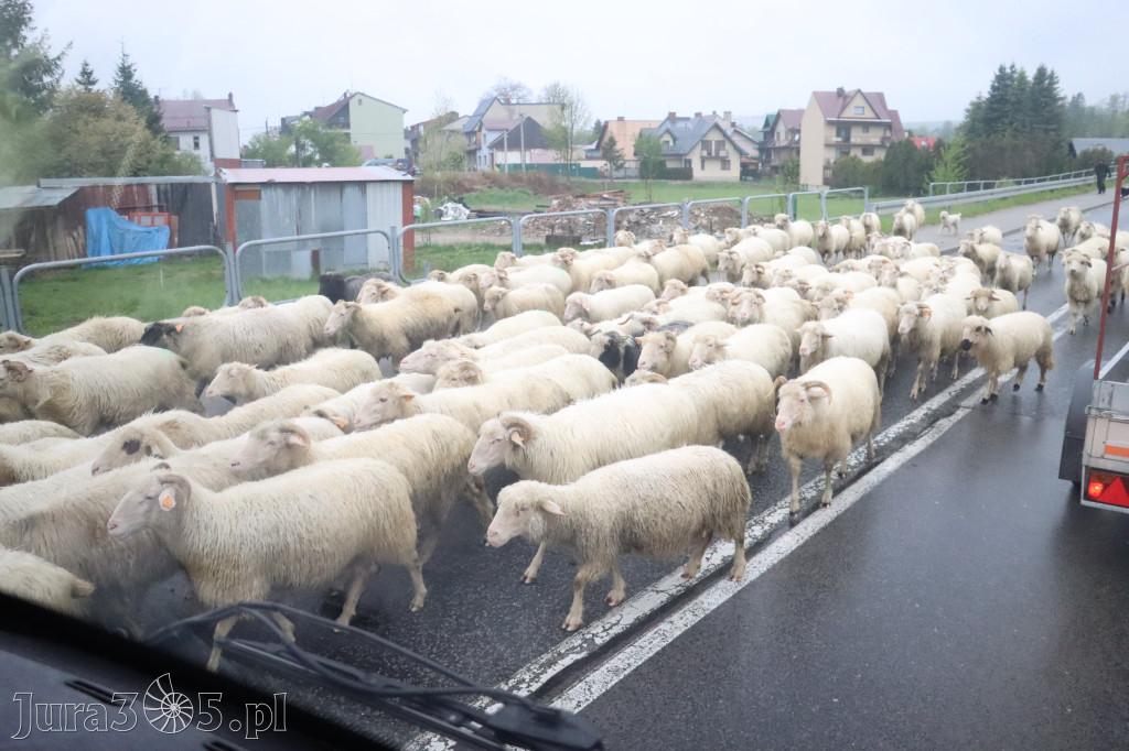 Fotorelacja: Wycieczka do Szczawnicy - Przedstawienie charytatywne 2026 w Myszkowie
