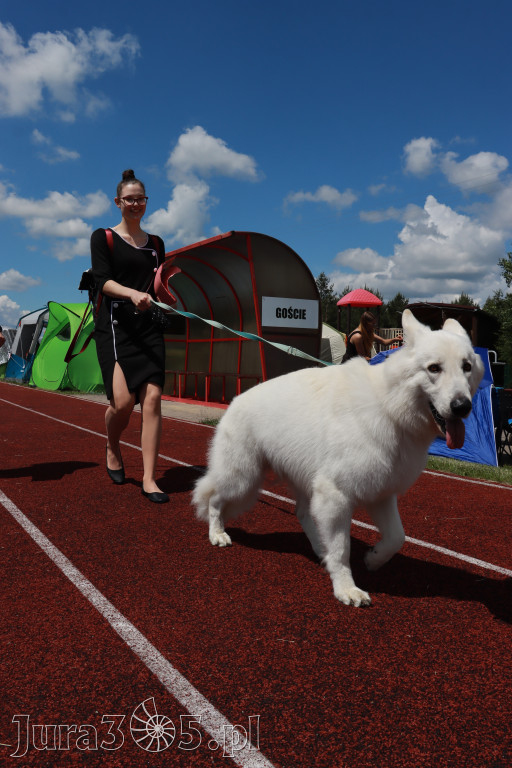 Fotorelacja I: Krajowa Wystawa Psów Rasowych w Gniazdowie Gmina Koziegłowy