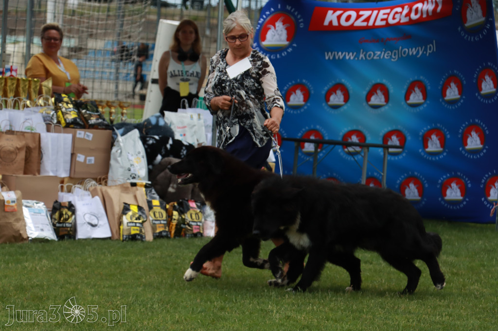 Fotorelacja I: Krajowa Wystawa Psów Rasowych w Gniazdowie Gmina Koziegłowy