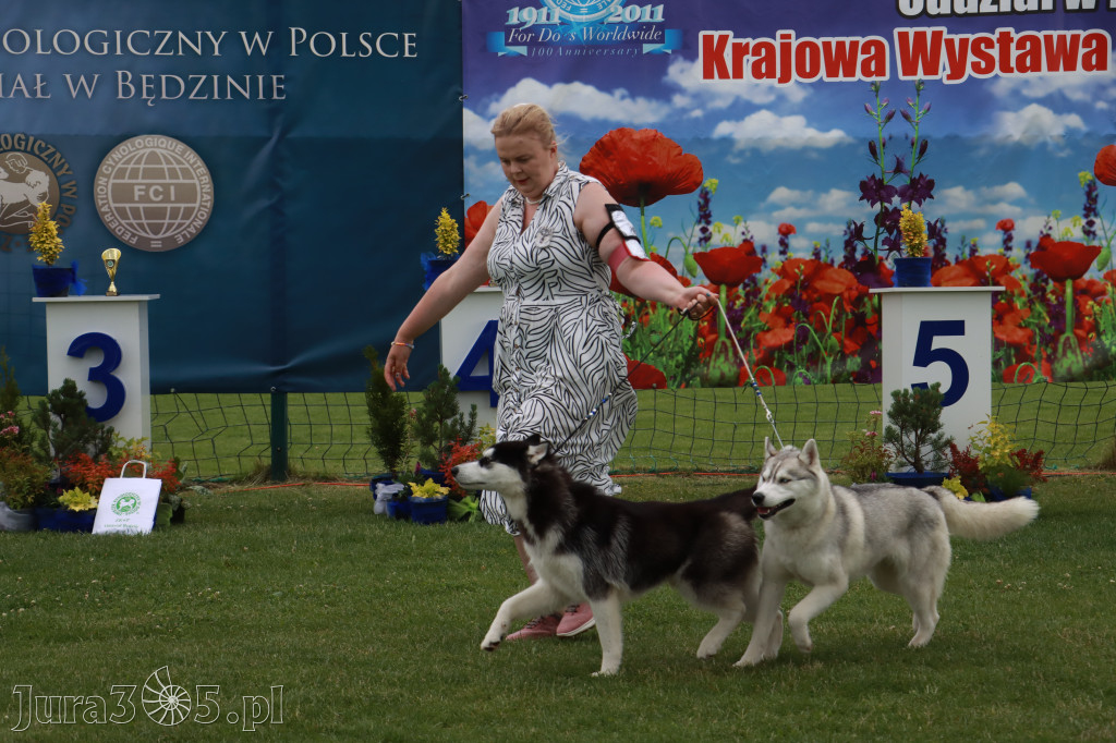 Fotorelacja I: Krajowa Wystawa Psów Rasowych w Gniazdowie Gmina Koziegłowy