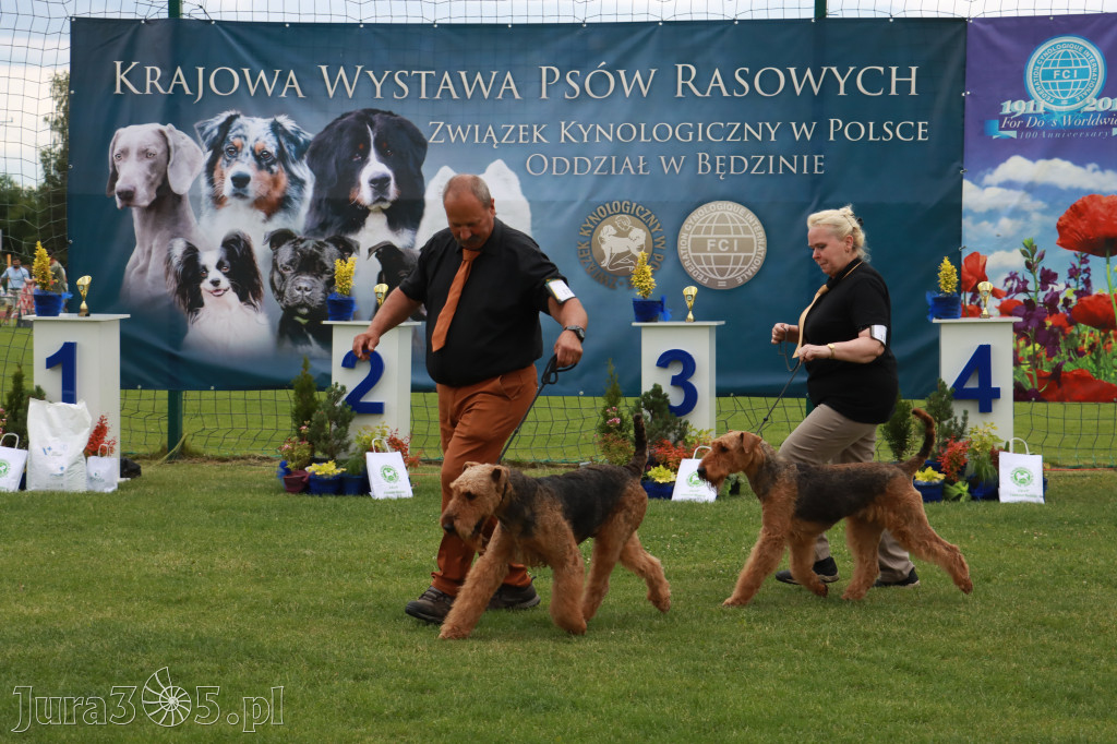 Fotorelacja I: Krajowa Wystawa Psów Rasowych w Gniazdowie Gmina Koziegłowy