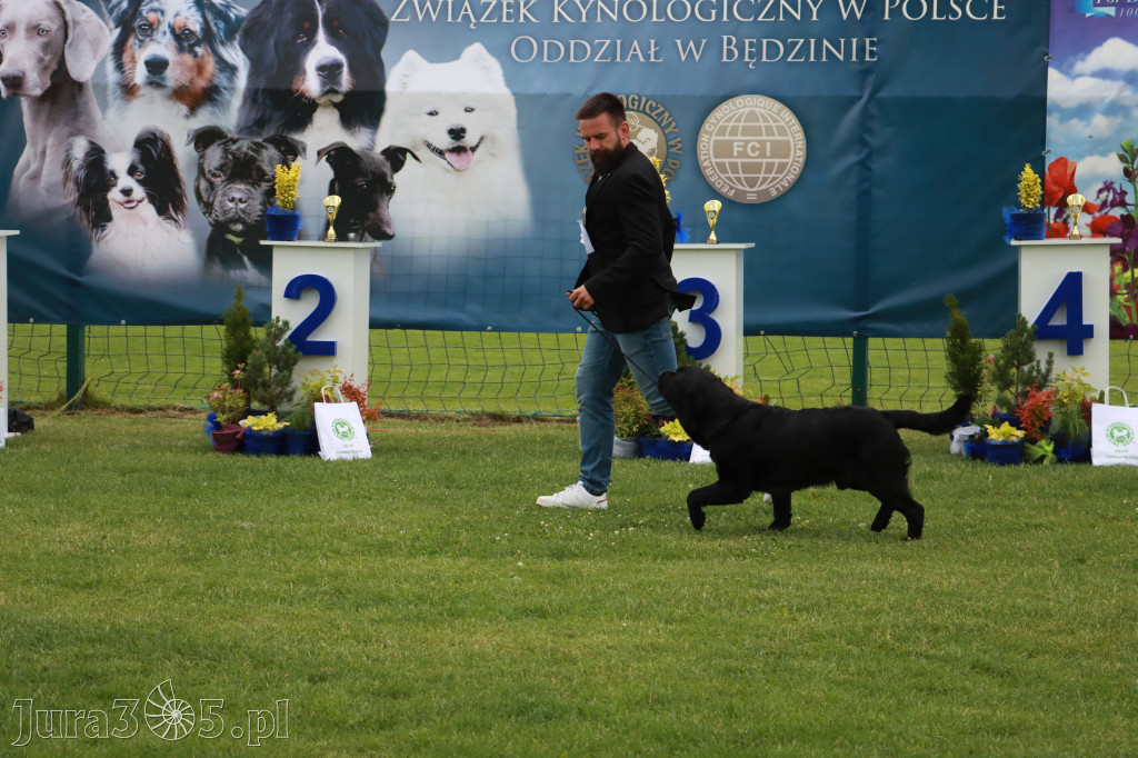 Fotorelacja I: Krajowa Wystawa Psów Rasowych w Gniazdowie Gmina Koziegłowy