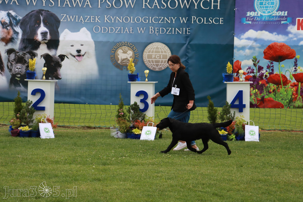 Fotorelacja I: Krajowa Wystawa Psów Rasowych w Gniazdowie Gmina Koziegłowy
