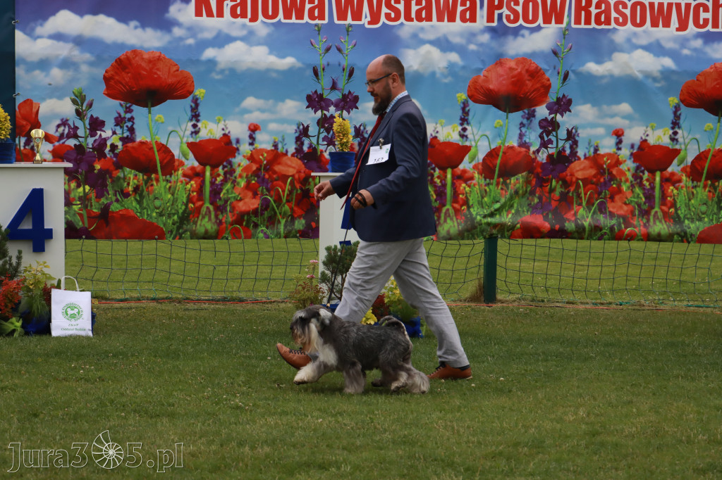 Fotorelacja I: Krajowa Wystawa Psów Rasowych w Gniazdowie Gmina Koziegłowy