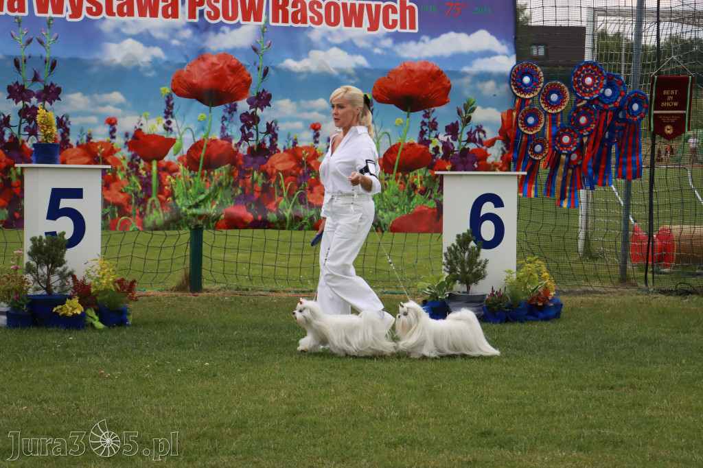 Fotorelacja I: Krajowa Wystawa Psów Rasowych w Gniazdowie Gmina Koziegłowy