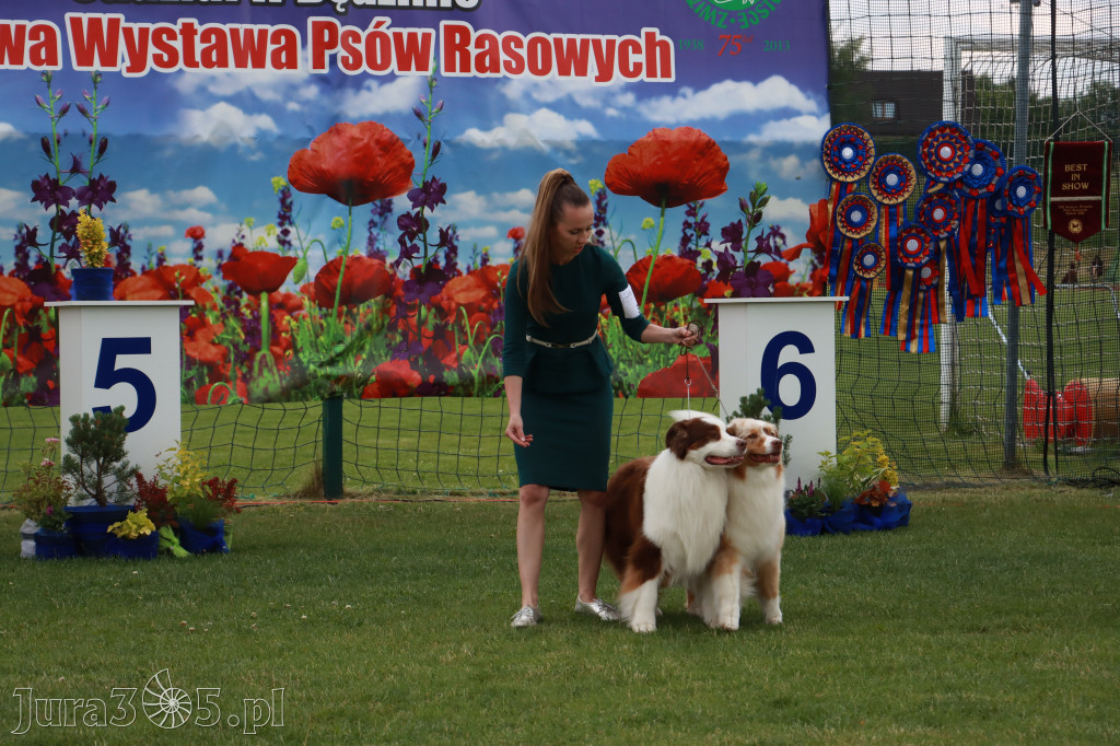 Fotorelacja I: Krajowa Wystawa Psów Rasowych w Gniazdowie Gmina Koziegłowy
