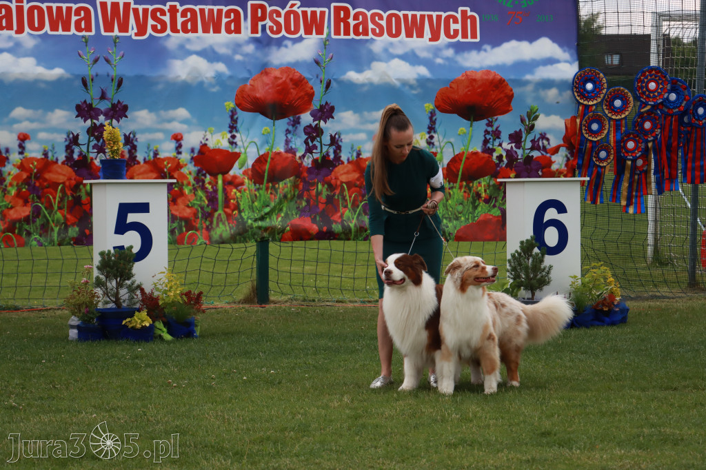 Fotorelacja I: Krajowa Wystawa Psów Rasowych w Gniazdowie Gmina Koziegłowy