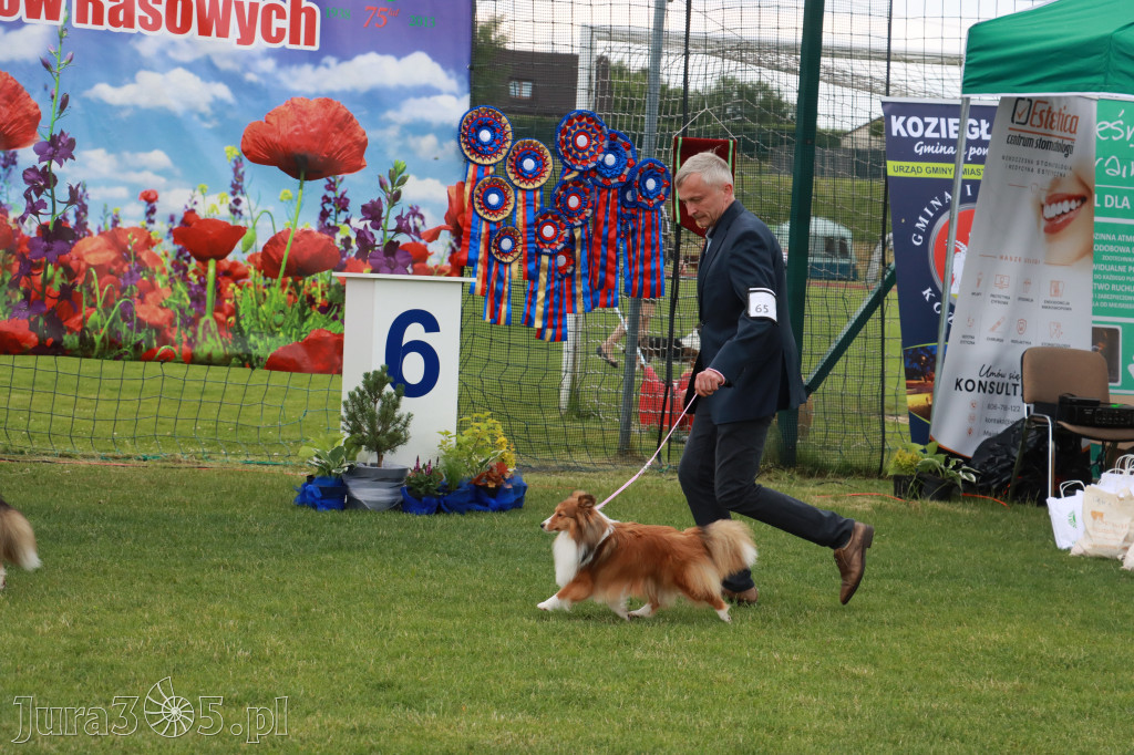 Fotorelacja I: Krajowa Wystawa Psów Rasowych w Gniazdowie Gmina Koziegłowy