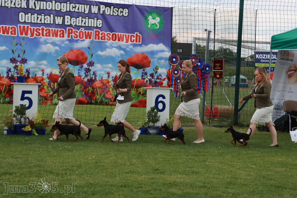 Fotorelacja I: Krajowa Wystawa Psów Rasowych w Gniazdowie Gmina Koziegłowy