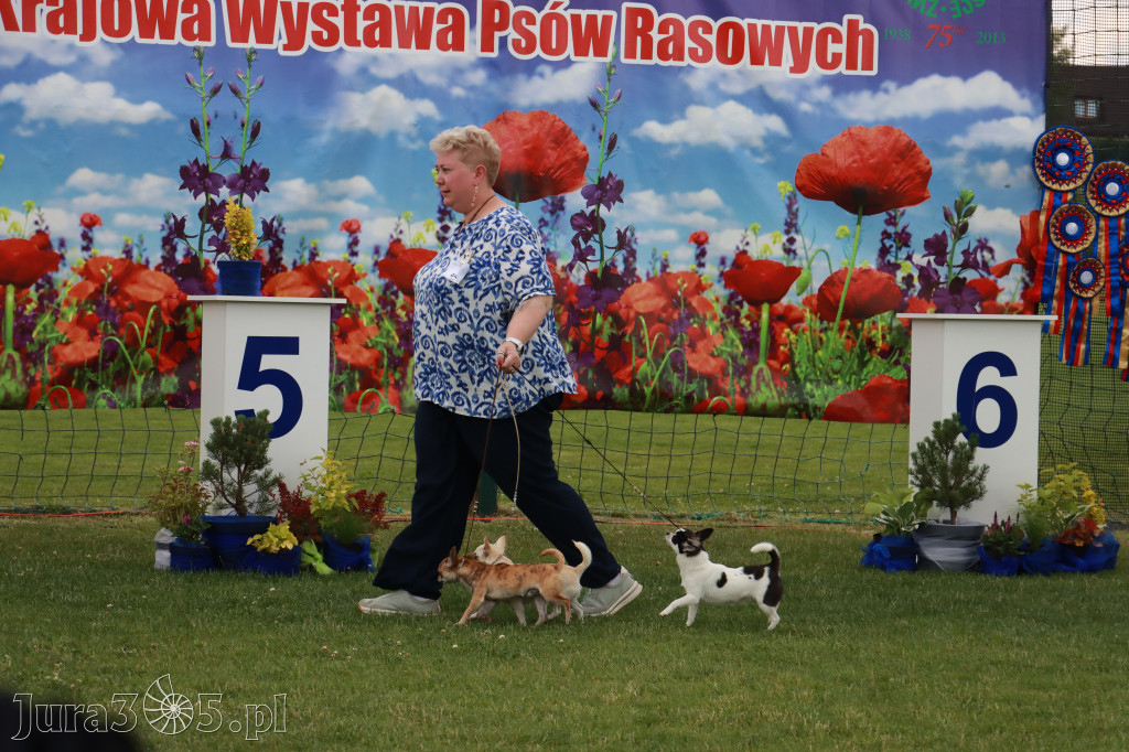 Fotorelacja I: Krajowa Wystawa Psów Rasowych w Gniazdowie Gmina Koziegłowy