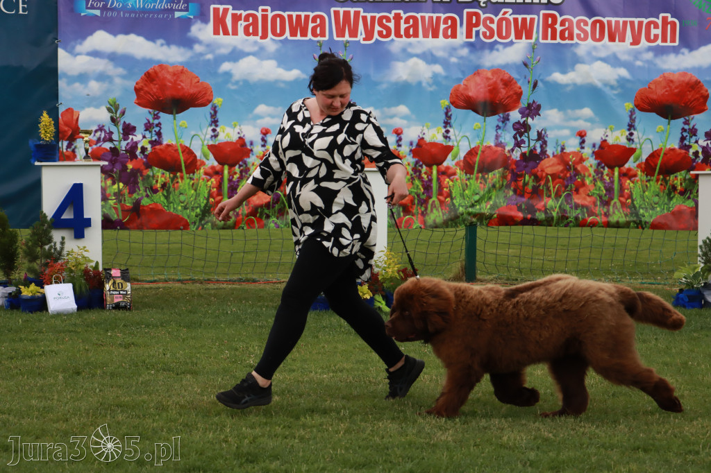 Fotorelacja I: Krajowa Wystawa Psów Rasowych w Gniazdowie Gmina Koziegłowy