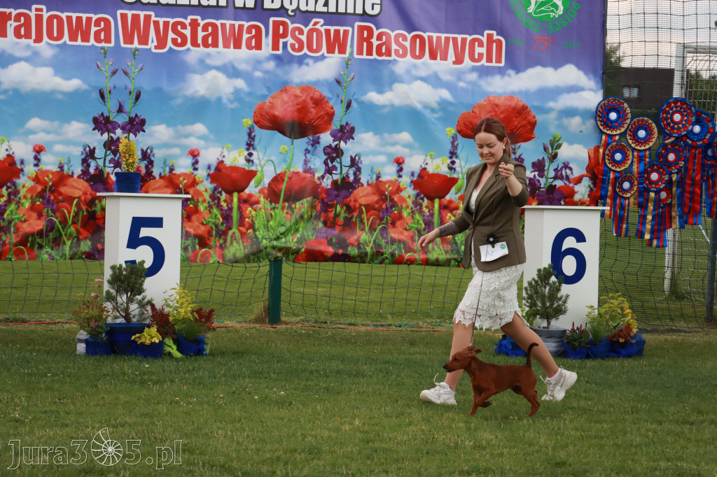 Fotorelacja I: Krajowa Wystawa Psów Rasowych w Gniazdowie Gmina Koziegłowy