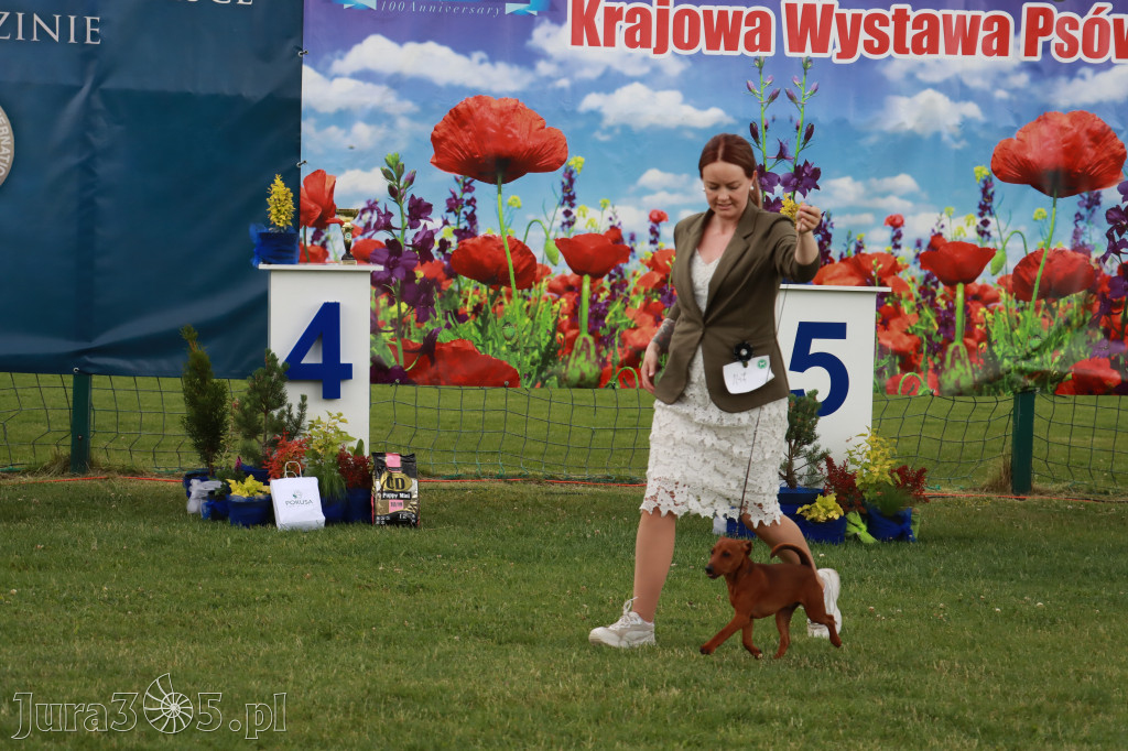 Fotorelacja I: Krajowa Wystawa Psów Rasowych w Gniazdowie Gmina Koziegłowy