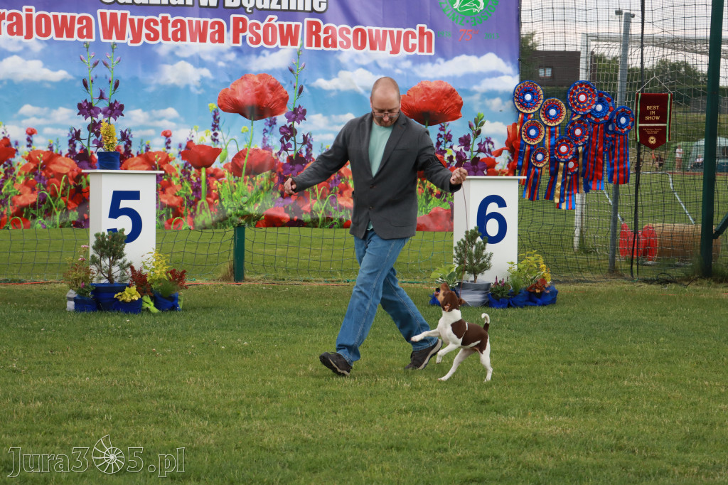 Fotorelacja I: Krajowa Wystawa Psów Rasowych w Gniazdowie Gmina Koziegłowy