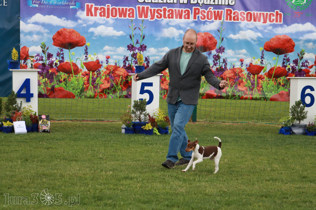 Fotorelacja I: Krajowa Wystawa Psów Rasowych w Gniazdowie Gmina Koziegłowy