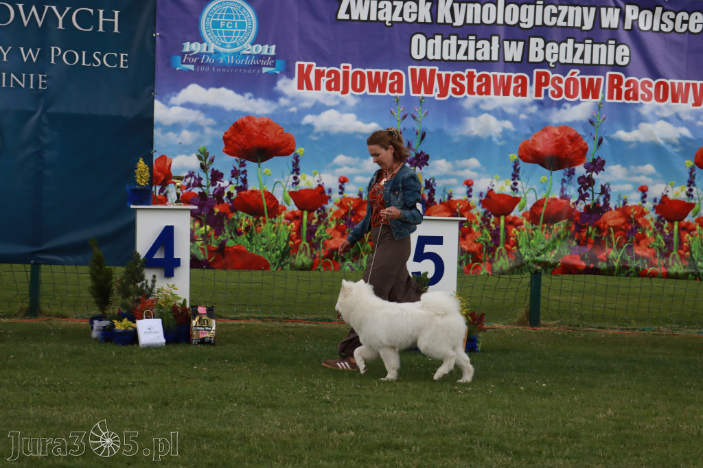 Fotorelacja I: Krajowa Wystawa Psów Rasowych w Gniazdowie Gmina Koziegłowy
