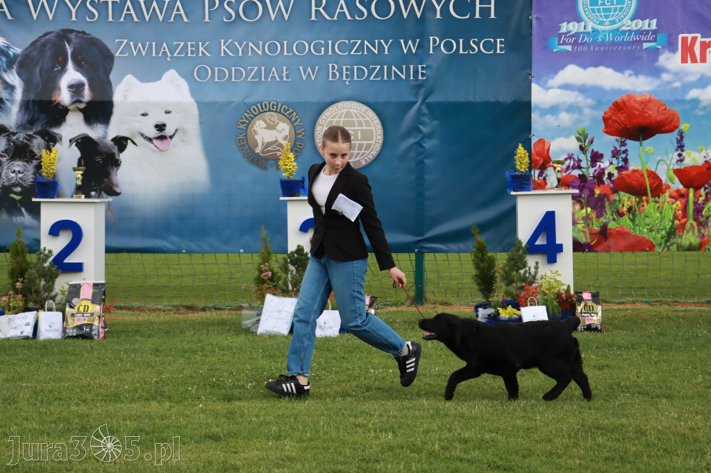 Fotorelacja I: Krajowa Wystawa Psów Rasowych w Gniazdowie Gmina Koziegłowy