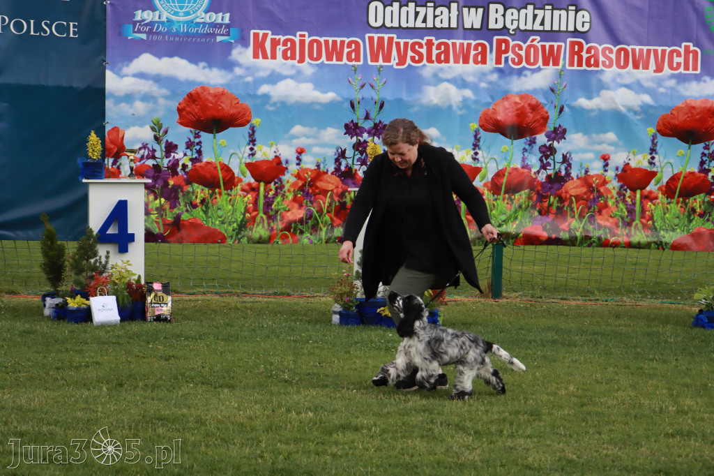 Fotorelacja I: Krajowa Wystawa Psów Rasowych w Gniazdowie Gmina Koziegłowy