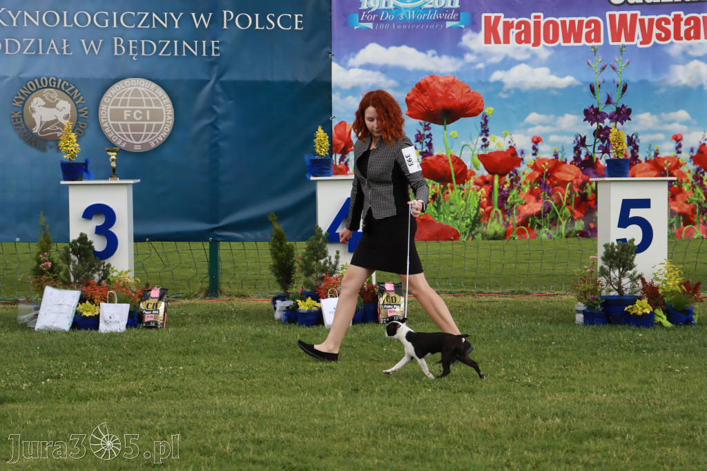 Fotorelacja I: Krajowa Wystawa Psów Rasowych w Gniazdowie Gmina Koziegłowy