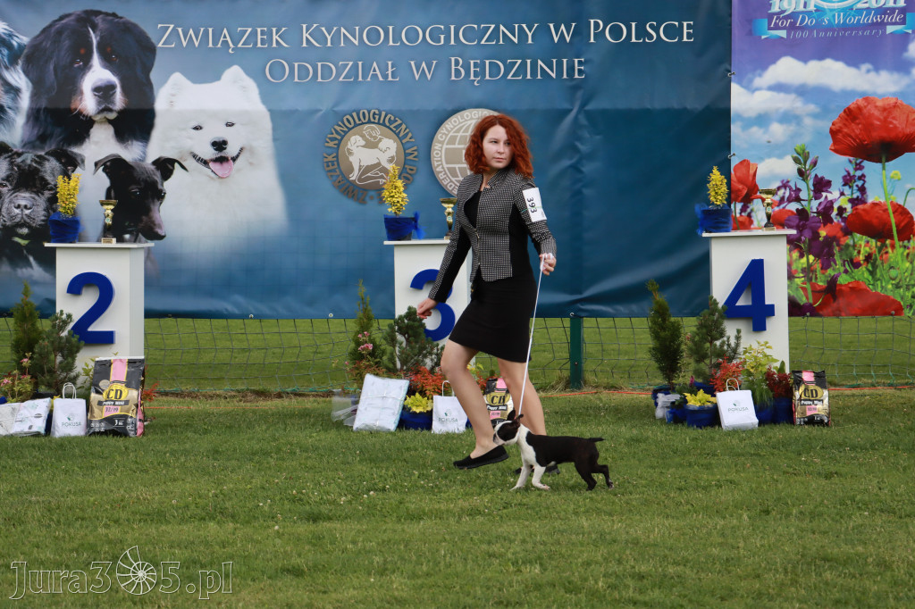 Fotorelacja I: Krajowa Wystawa Psów Rasowych w Gniazdowie Gmina Koziegłowy