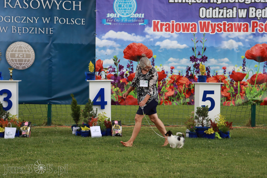 Fotorelacja I: Krajowa Wystawa Psów Rasowych w Gniazdowie Gmina Koziegłowy