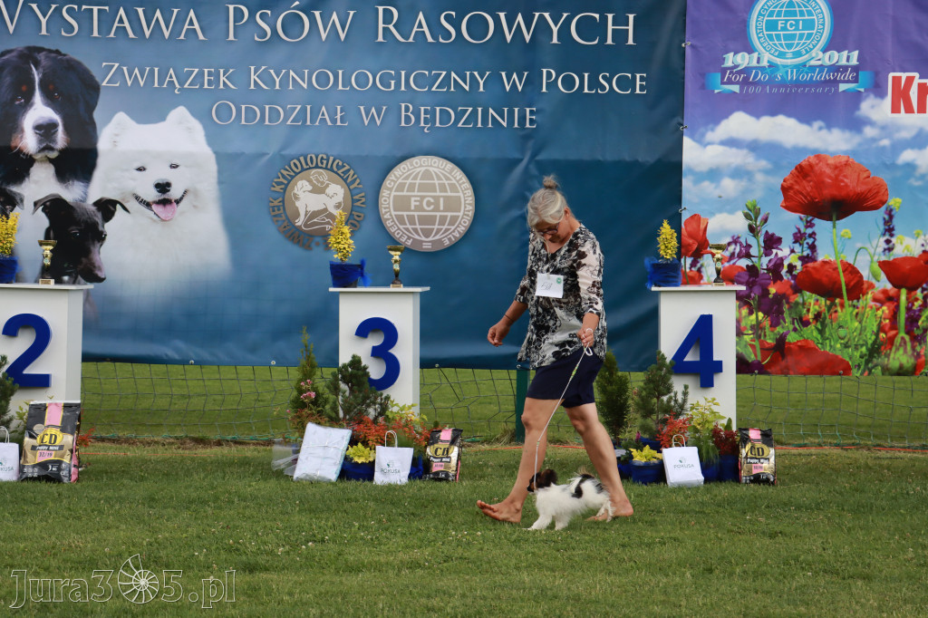 Fotorelacja I: Krajowa Wystawa Psów Rasowych w Gniazdowie Gmina Koziegłowy