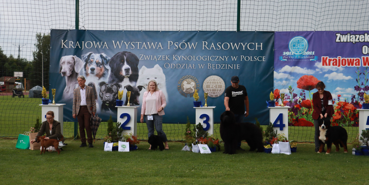 Fotorelacja II: Krajowa Wystawa Psów Rasowych w Gniazdowie Gmina Koziegłowy
