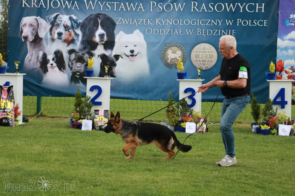 Fotorelacja II: Krajowa Wystawa Psów Rasowych w Gniazdowie Gmina Koziegłowy