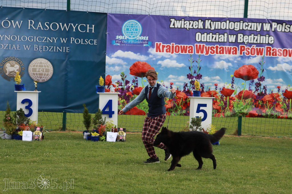 Fotorelacja II: Krajowa Wystawa Psów Rasowych w Gniazdowie Gmina Koziegłowy