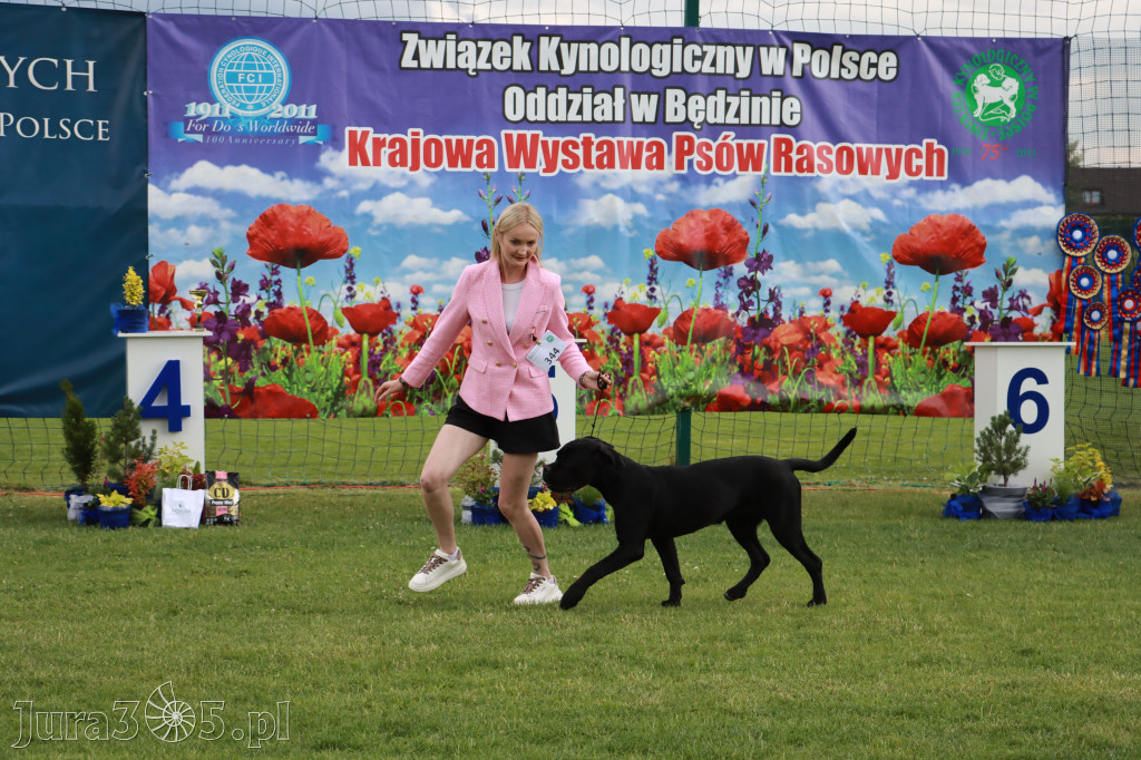Fotorelacja II: Krajowa Wystawa Psów Rasowych w Gniazdowie Gmina Koziegłowy
